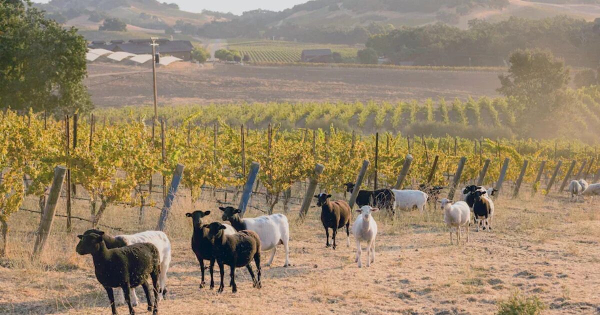 Washington Post explores Tablas Creek in a new article… Tablas Creek