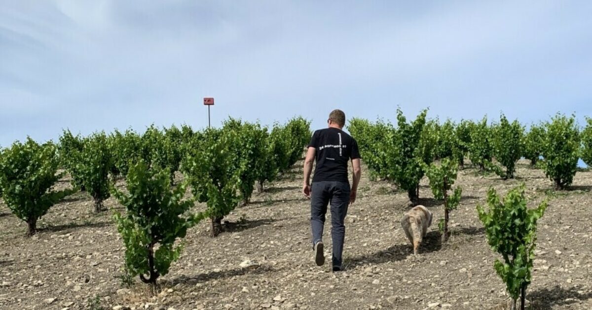 KCBX Public Radio How regenerative farming could help… Tablas Creek