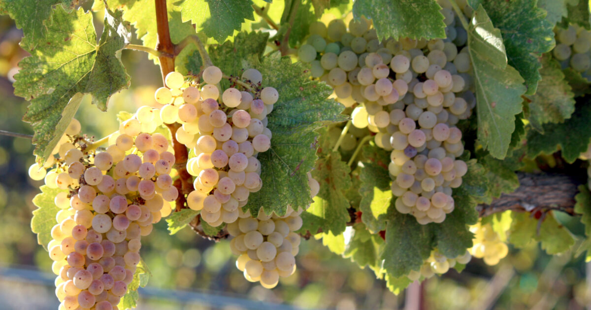 Grenache Blanc Tablas Creek