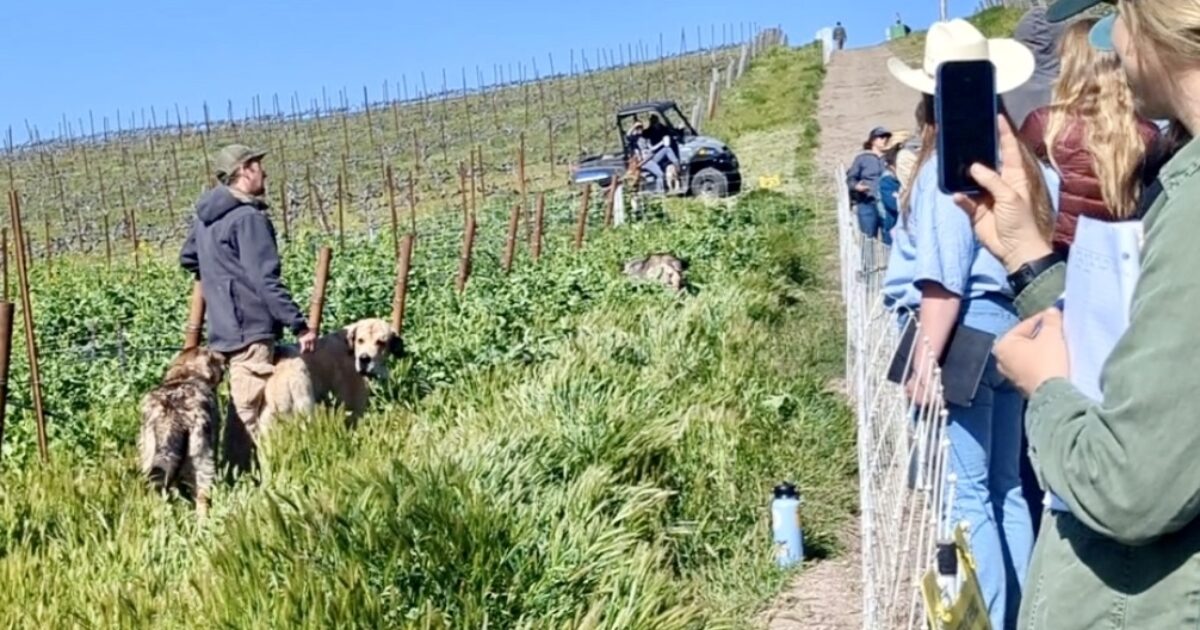Regenerative Farming Field Day Tablas Creek