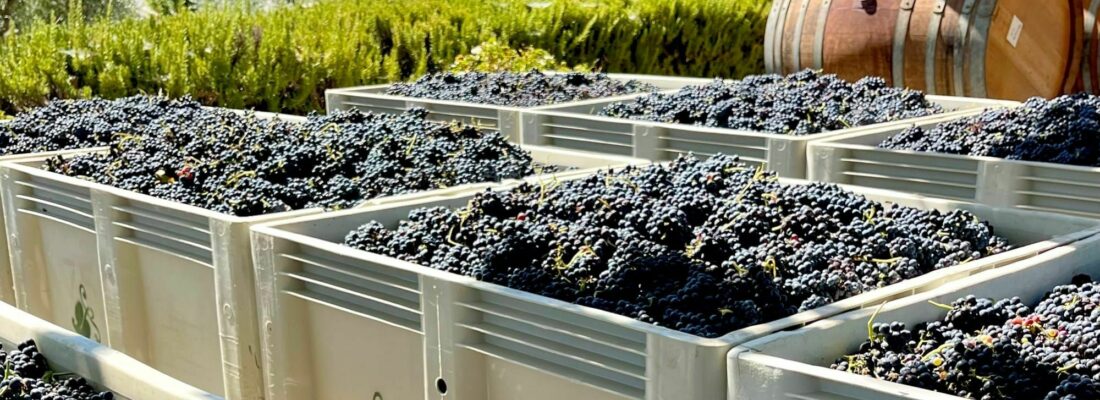 Syrah bins on crushpad