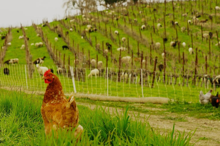 Elite Traveler These Wineries Around the World are Rethinking Sustainability