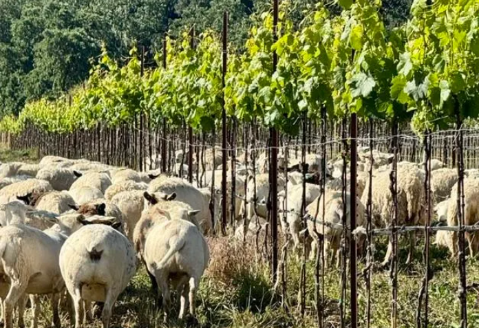 Forbes What 6 Paso Robles Winereies Are Learning From the Soil