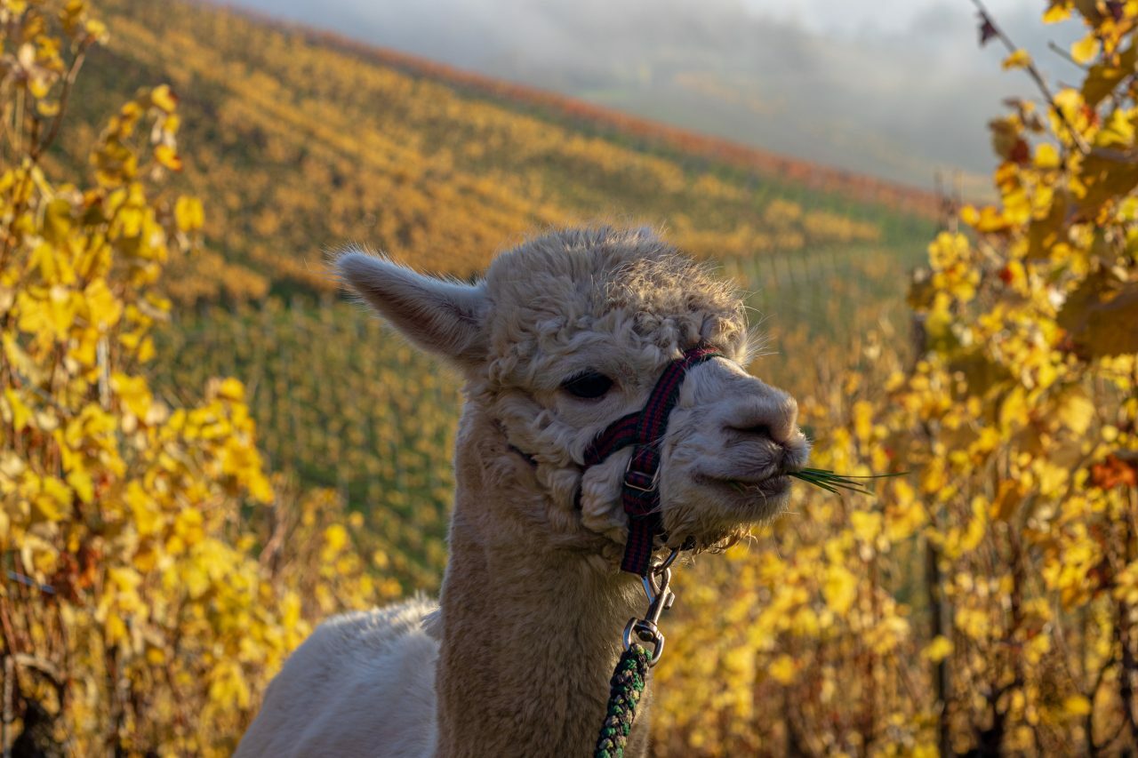 Llama in a vineyard
