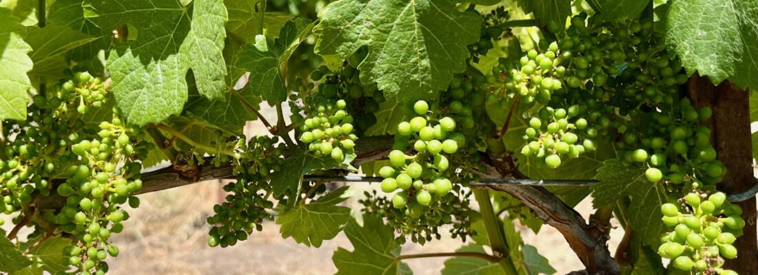 Baby grapes June 2026