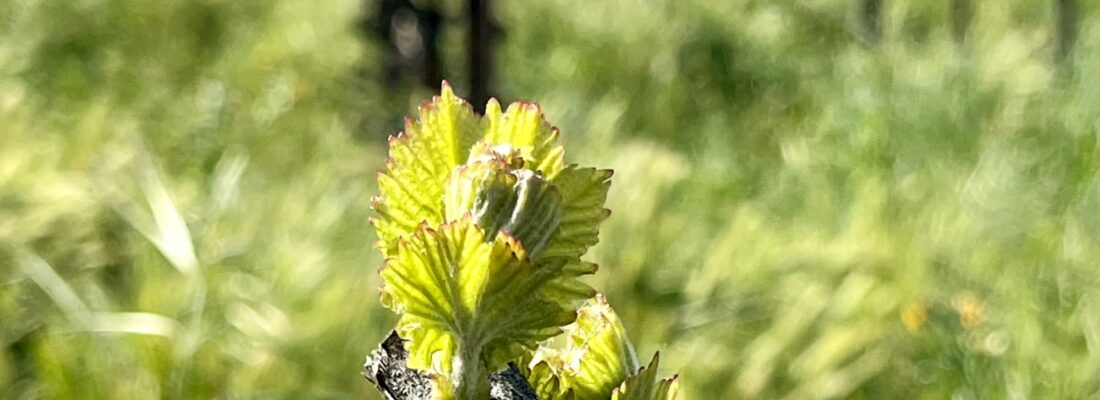 Budbreak 2026 Leaves on Grenache