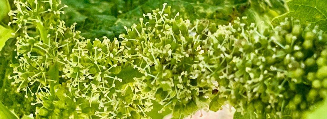 Flowering in Marsanne May 2026 Horizontal