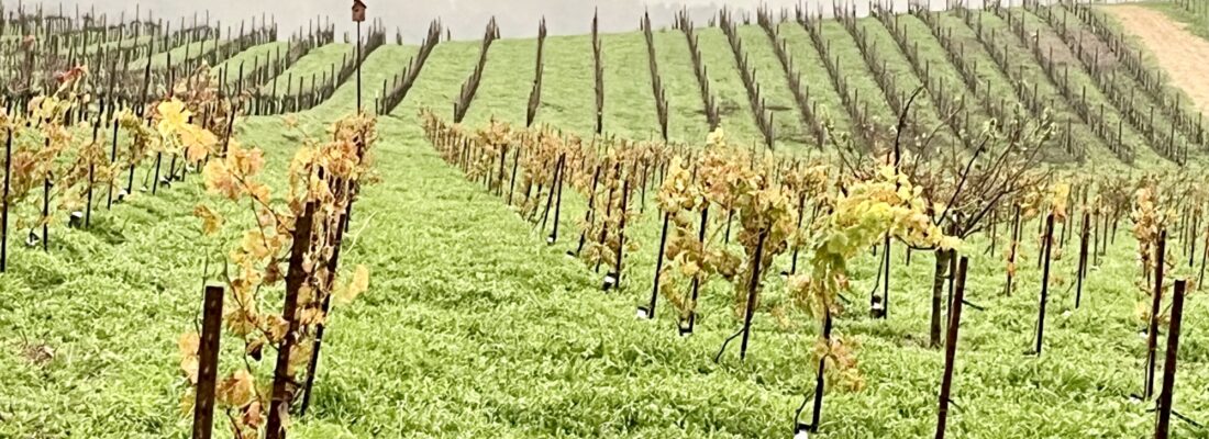 Green wet vineyard Jan 2026
