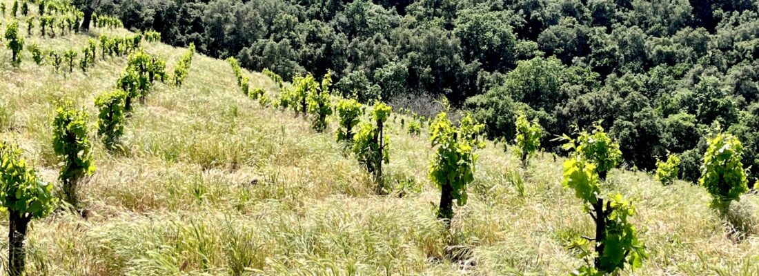 Late March on Jewel Ridge 2026 horizontal