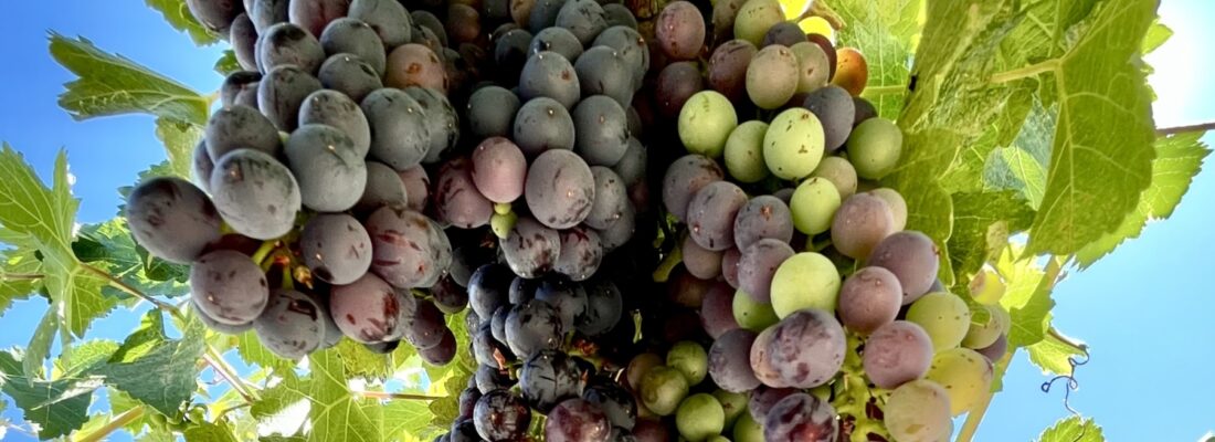 Veraison 2025 Syrah row