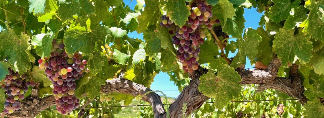 Veraison 2026 Grenache Cover Horizontal