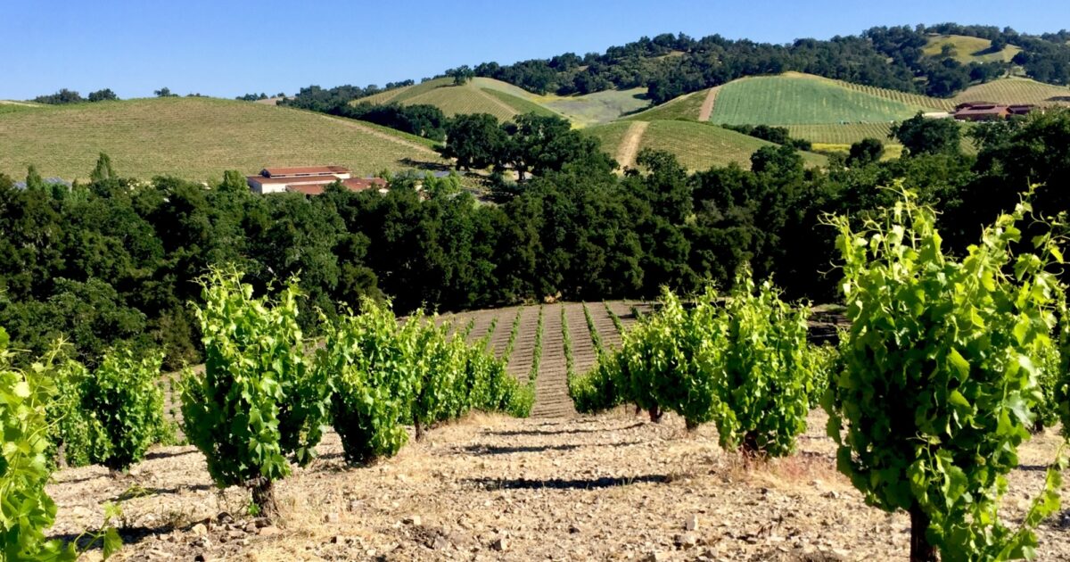 Tablas Creek A Legend in Sustainable Winemaking Tablas Creek