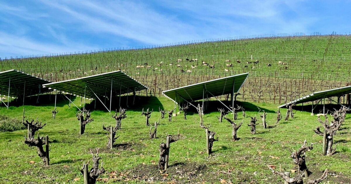 Jason Haas "Why I Chose Regenerative Organic… Tablas Creek