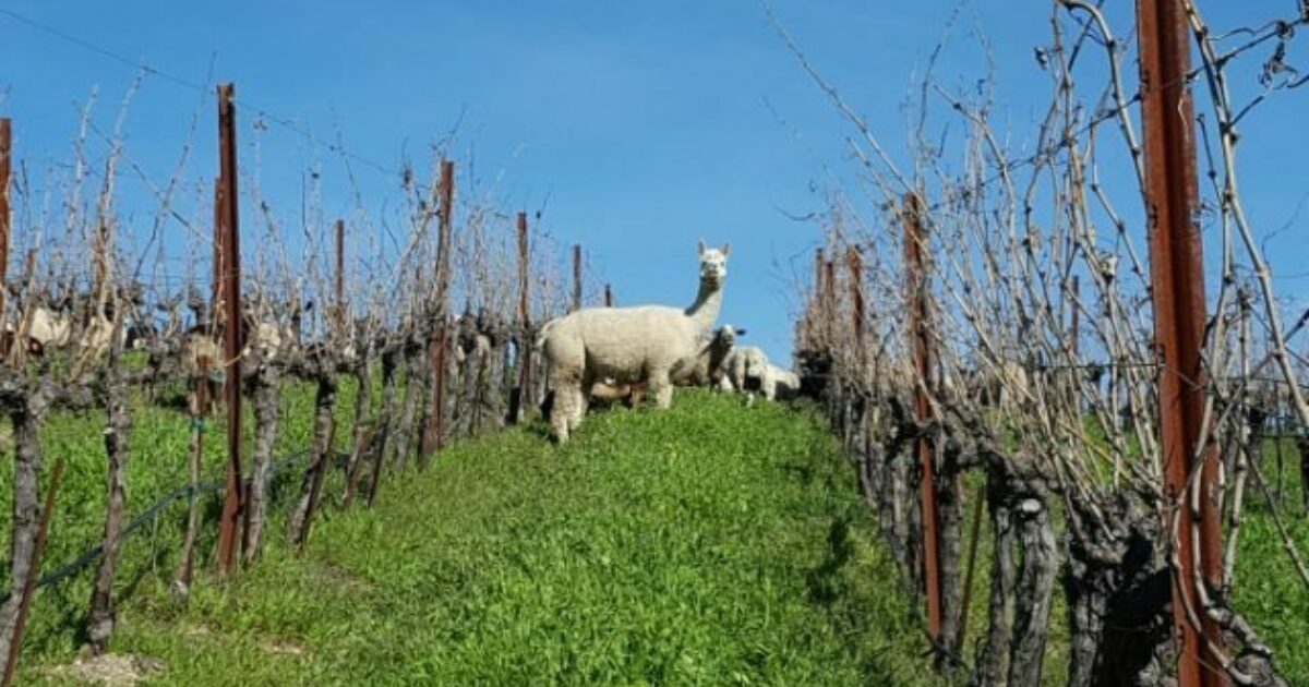 The Drinks Business How a few changes to vineyard… Tablas Creek