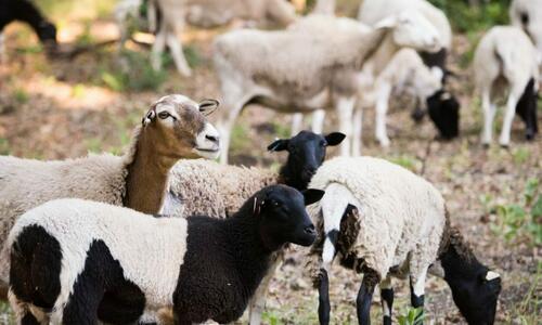 Wine Enthusiast Sheep Grazing Brittany App