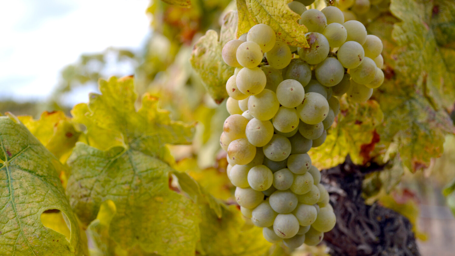 Roussanne Tablas Creek