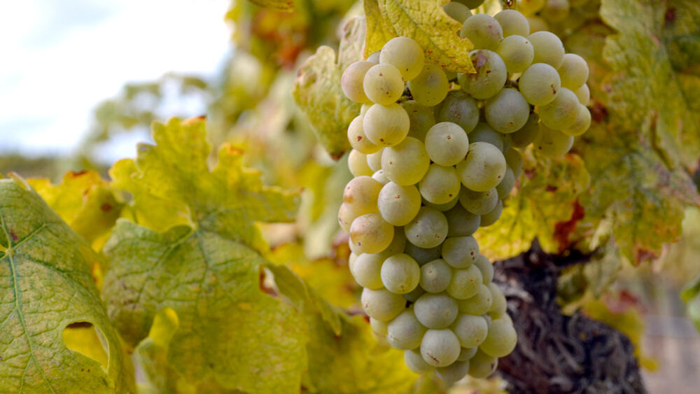 Roussanne Tablas Creek