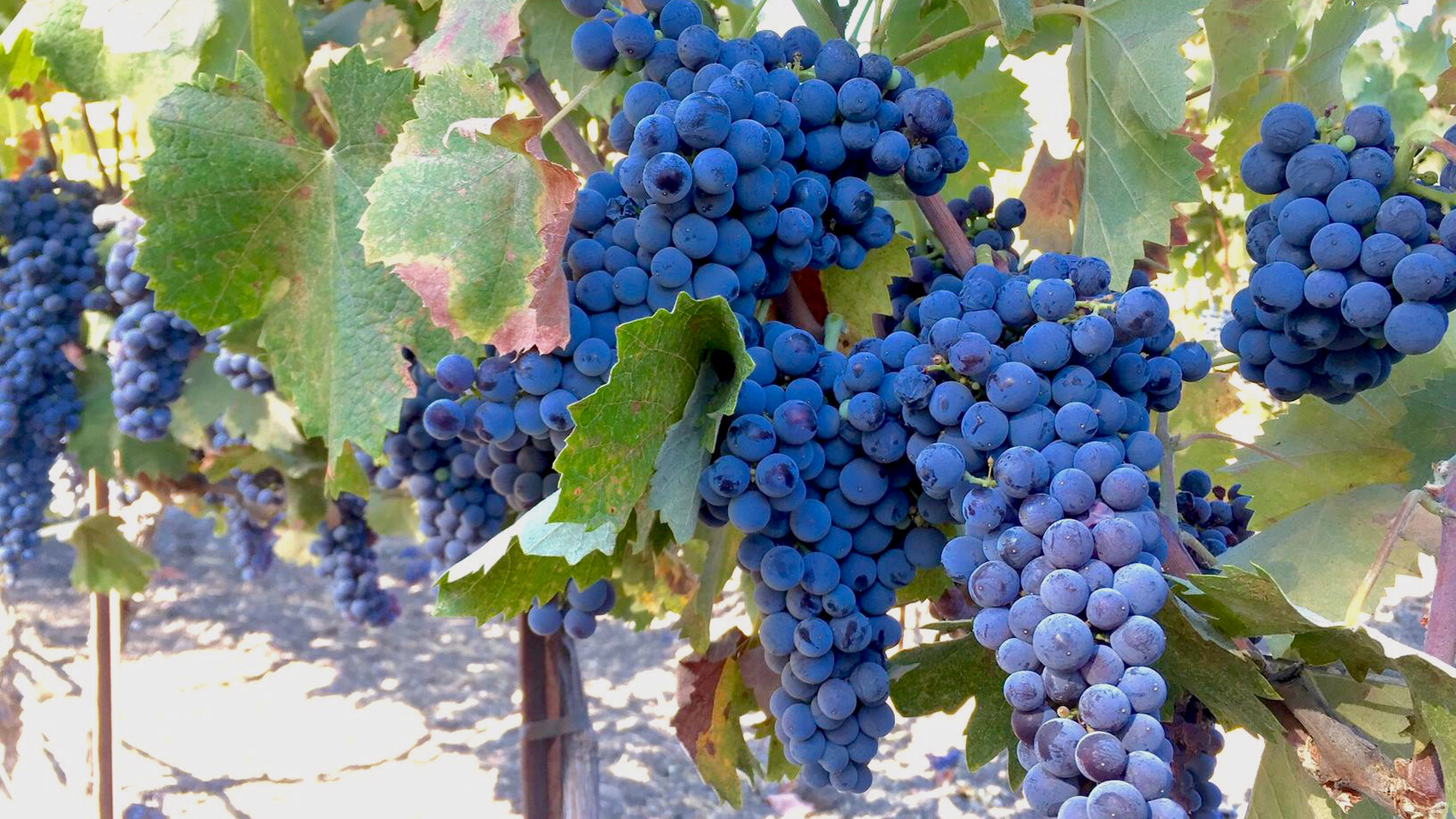 Mourvèdre Tablas Creek