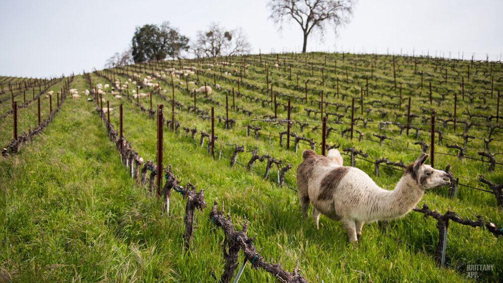 Tablas Creek Vineyard Home Tablas Creek
