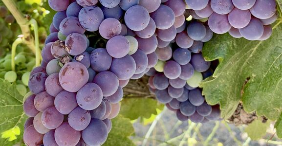 Grenache cluster