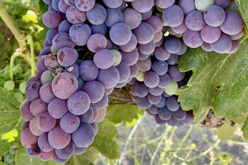 Grenache cluster