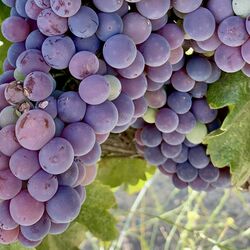 Grenache cluster