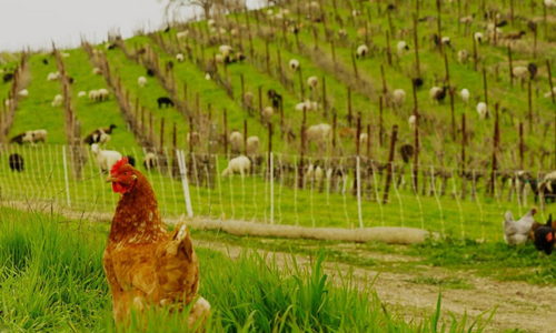 Elite Traveler These Wineries Around the World are Rethinking Sustainability