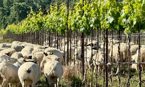 Forbes What 6 Paso Robles Winereies Are Learning From the Soil