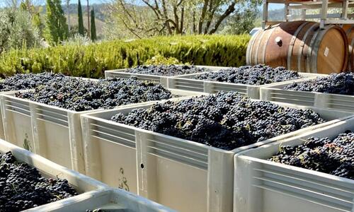 Syrah bins on Tablas Creek crushpad
