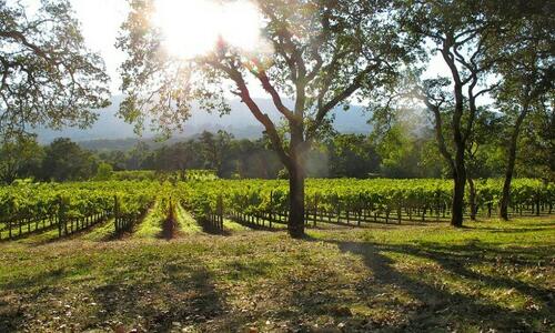 Harpers California Early Harvest and Smaller Yields Characterise Growing Year