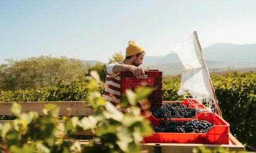 The Drinks Business California growers reveal intense concentration of 2026 grapes
