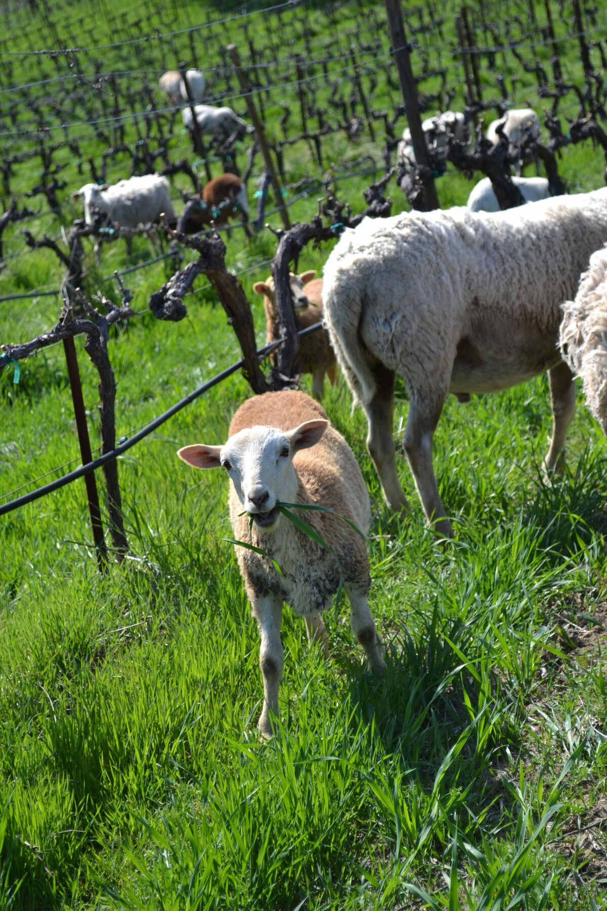 Vineyard & Winemaking Tablas Creek