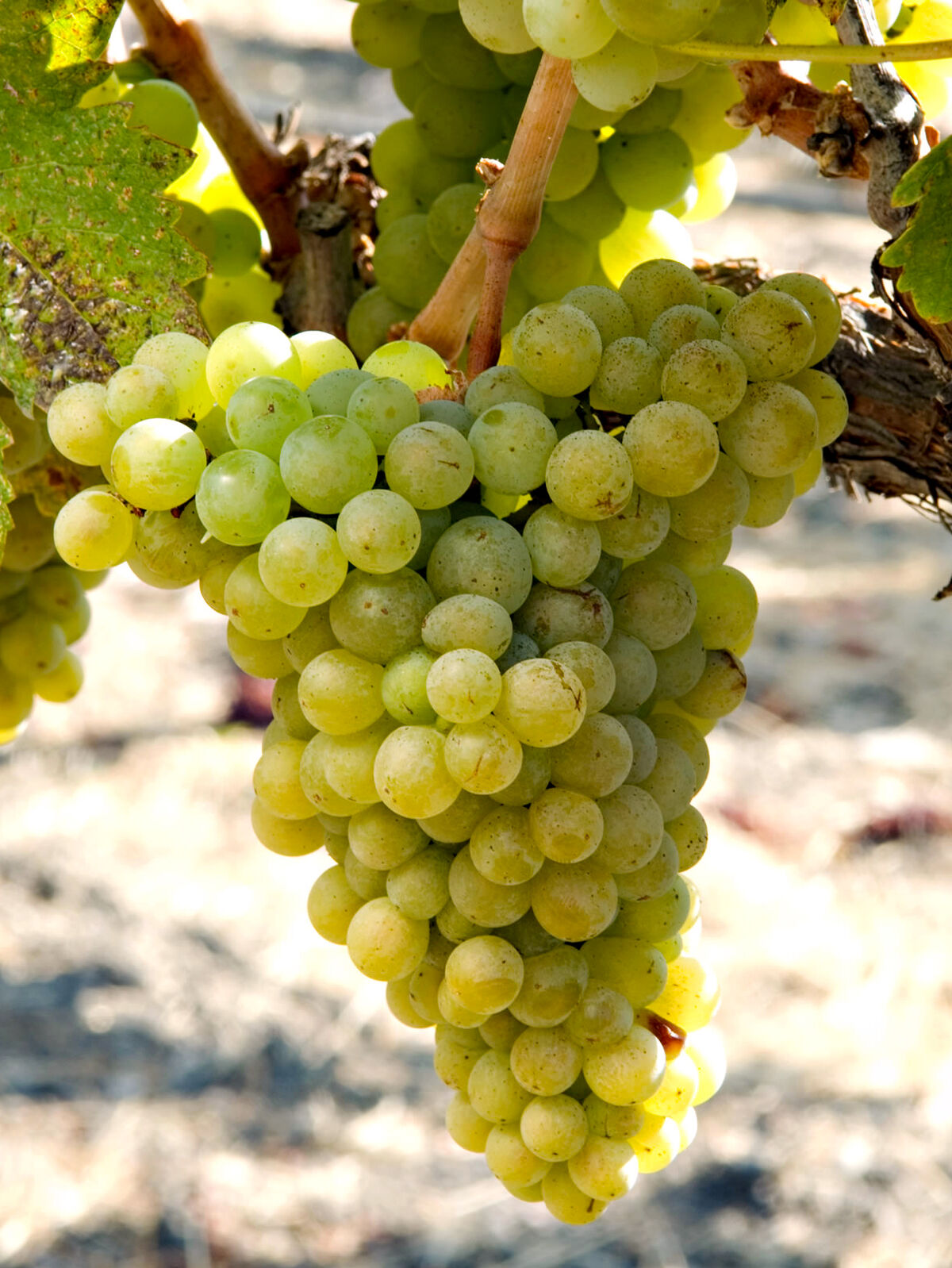 Picpoul Blanc Tablas Creek