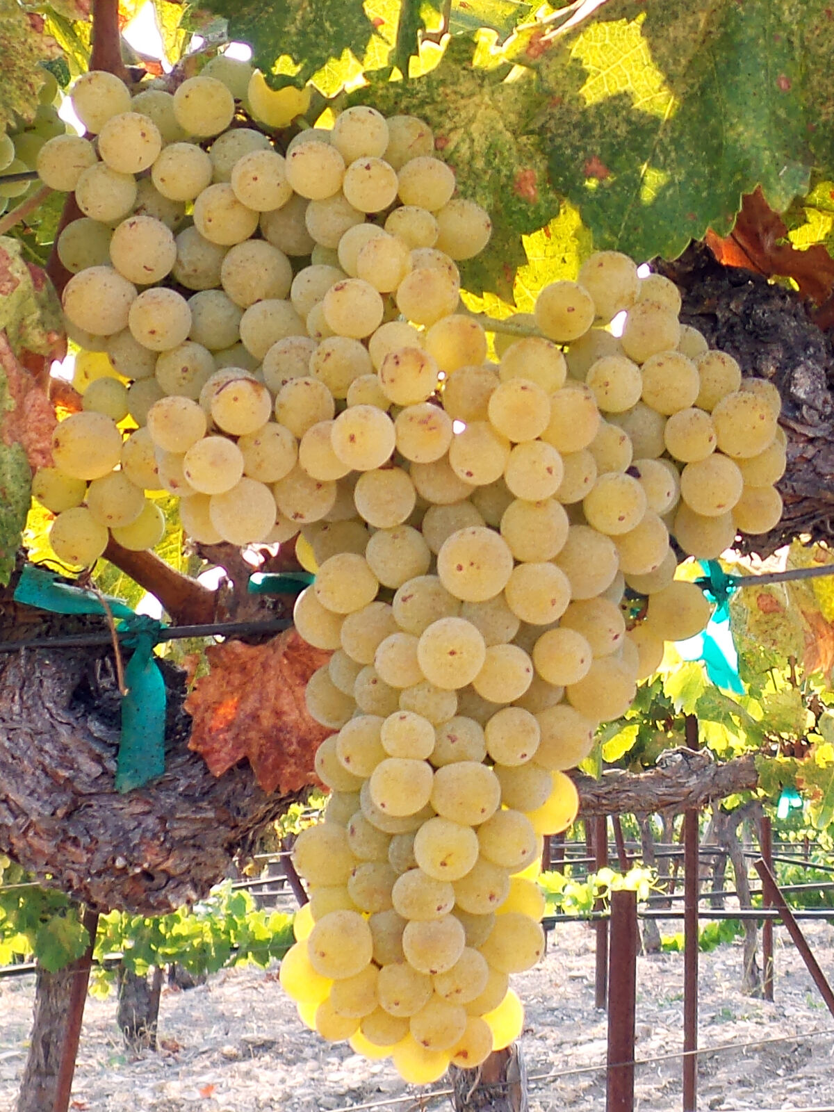 Grenache Blanc Tablas Creek