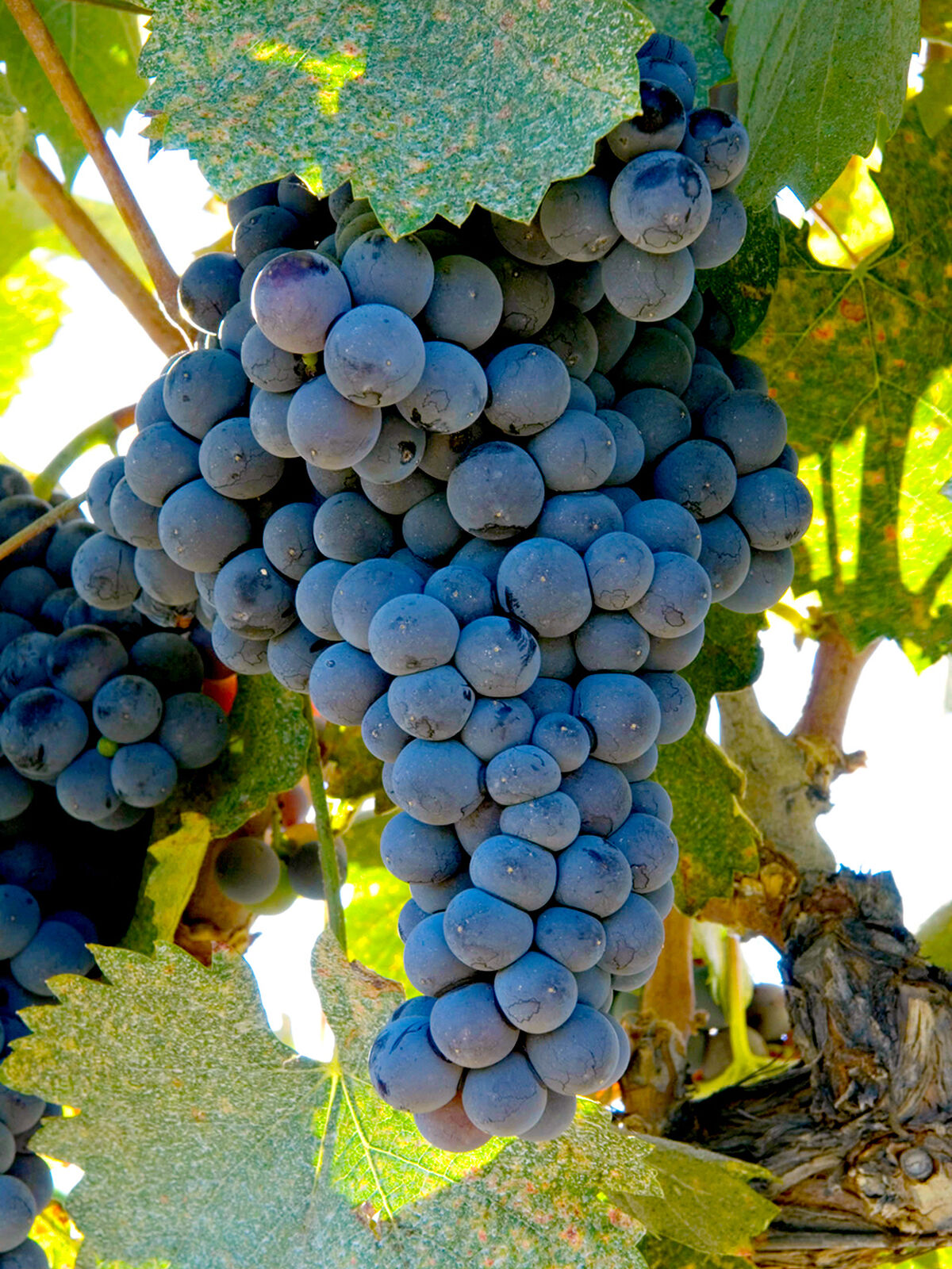 Mourvèdre Tablas Creek