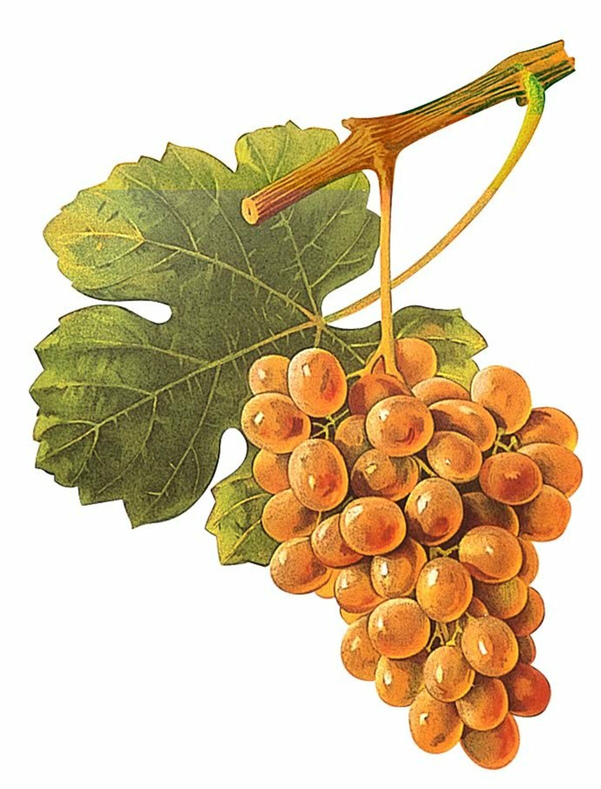 Bourboulenc Tablas Creek