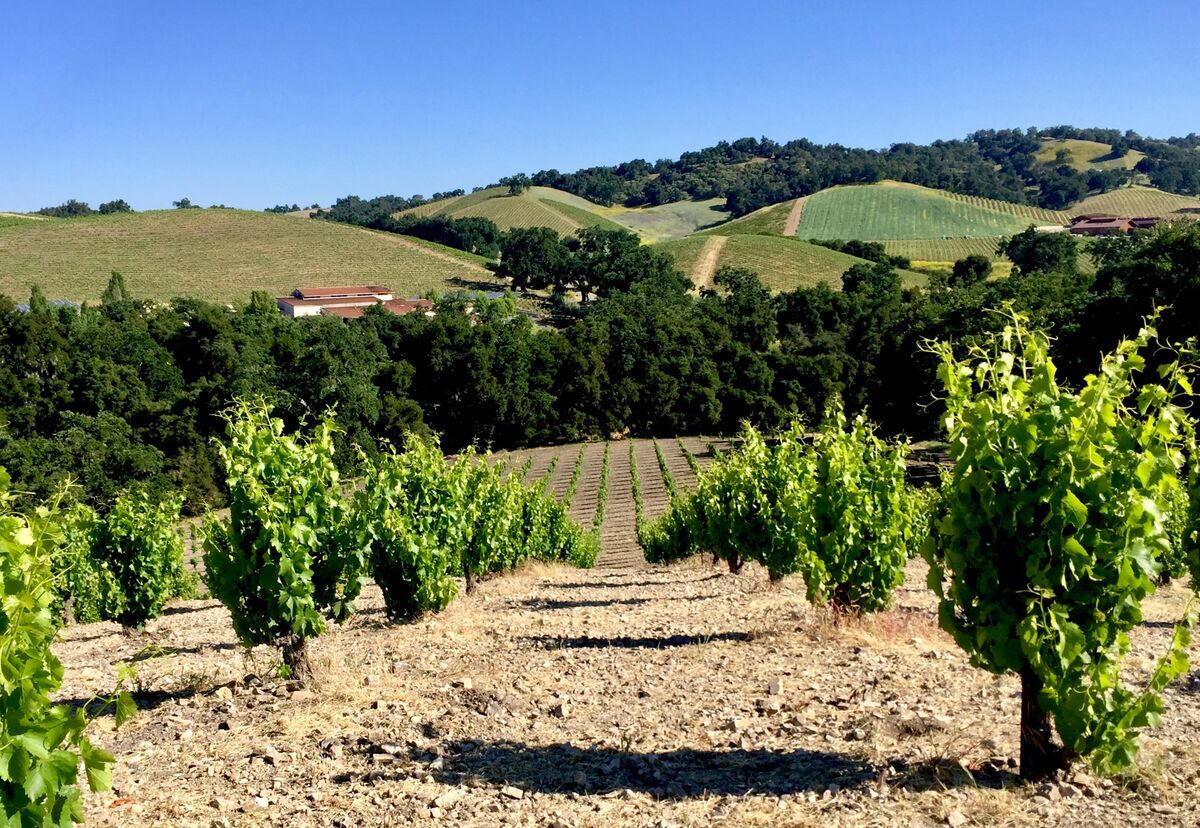 Visiting Tablas Creek