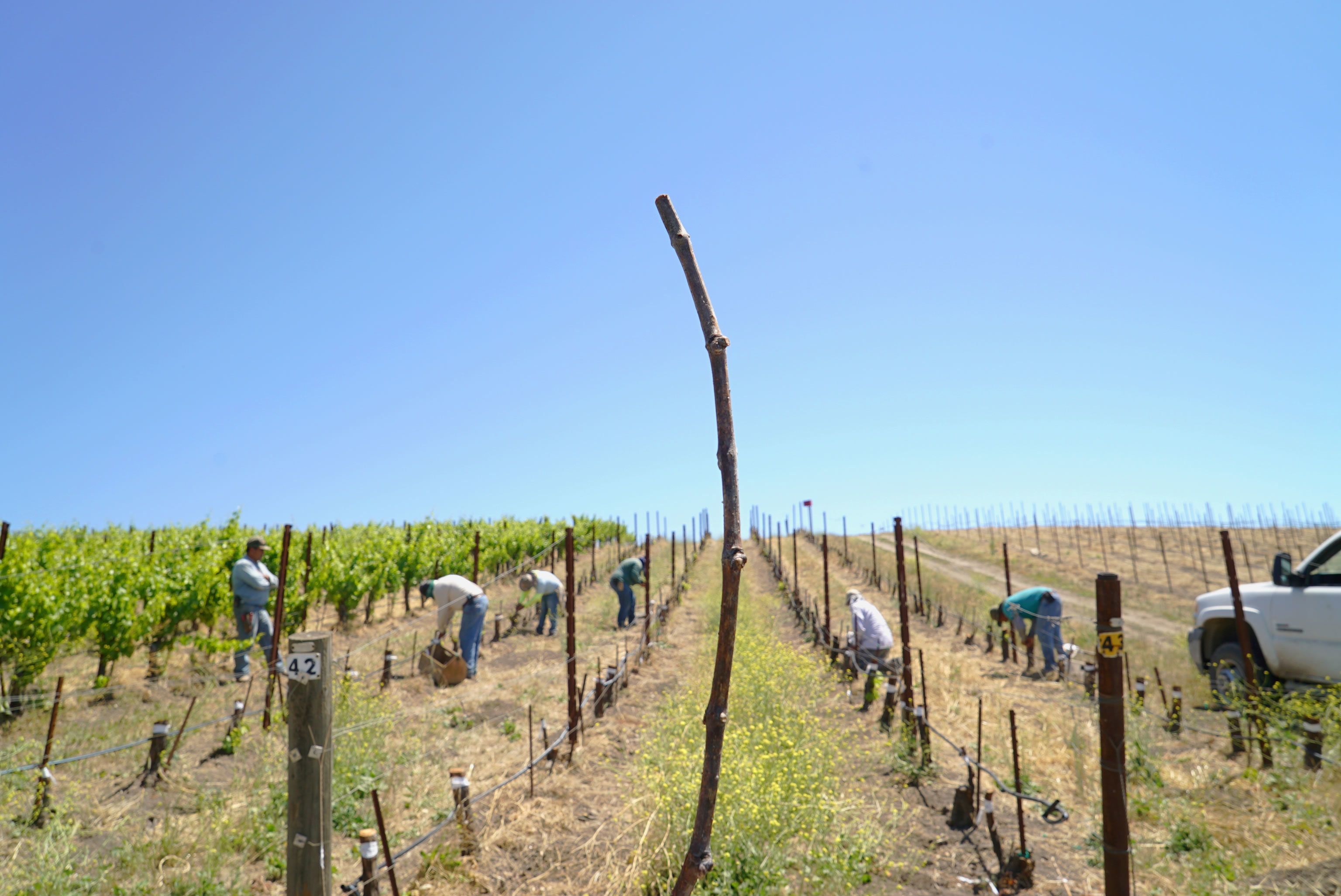 Muscardin Grafting In Background Muscardin Cane In Hand In Foreground